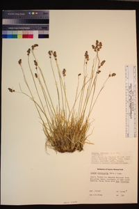 Luzula spicata image